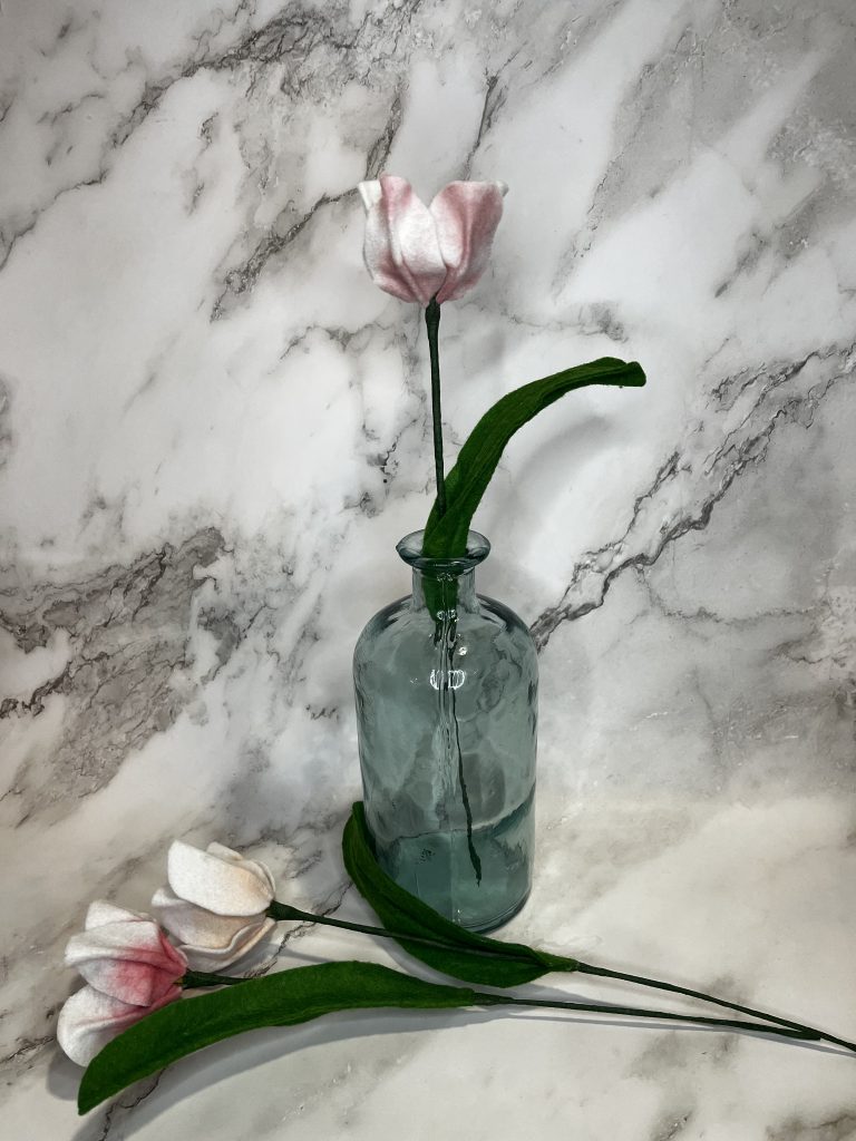 Two-tone white tulip