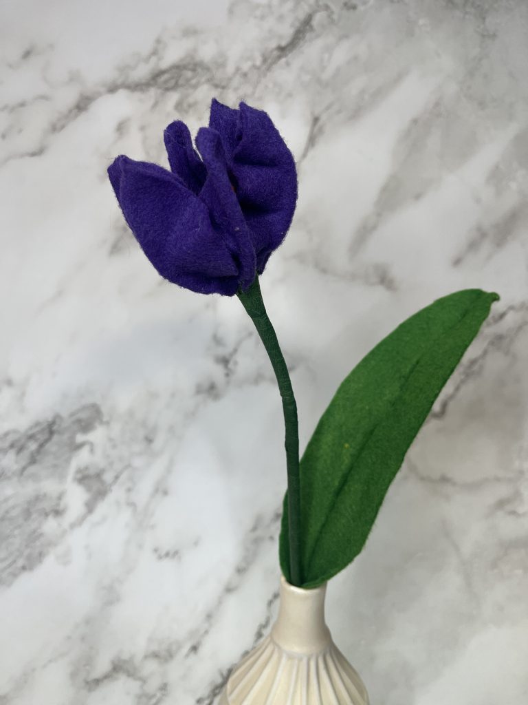 Purple Tulip