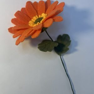 Orange Daisy