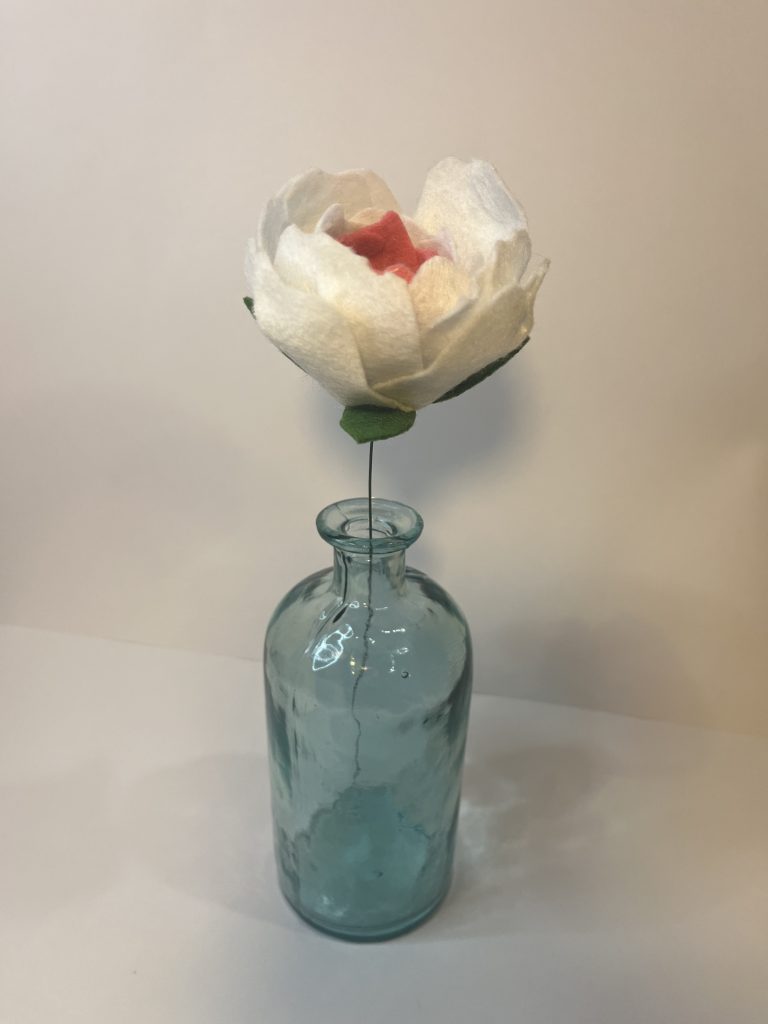 Blooming White and Pink Peony