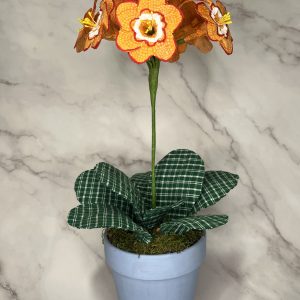 Auricula