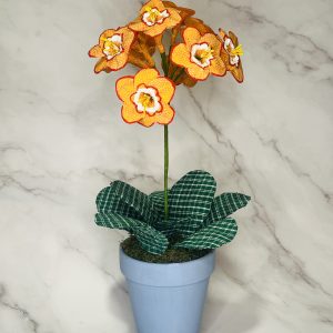 Auricula